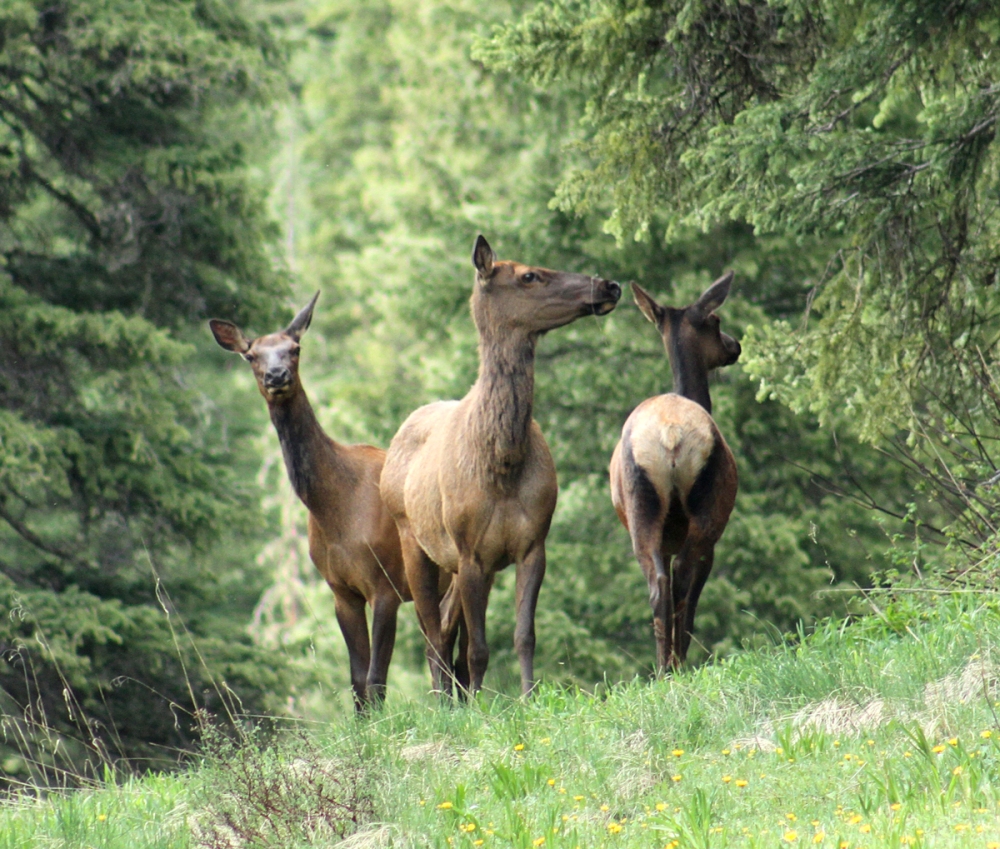 meadow-deer-cascade-creek